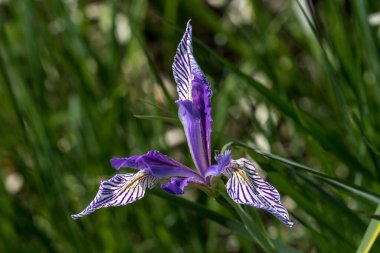 Batı Mavi Gözü (Iris Missouriensis)