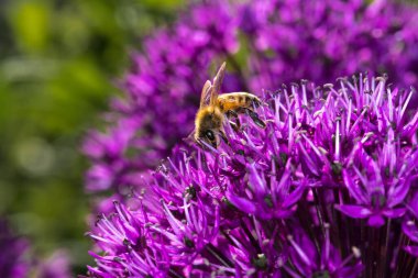 Mor Soğan Çiçeği Üzerine Bal Arısı (Apis mellifera)
