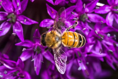 Mor Soğan Çiçeği Üzerine Bal Arısı (Apis mellifera)