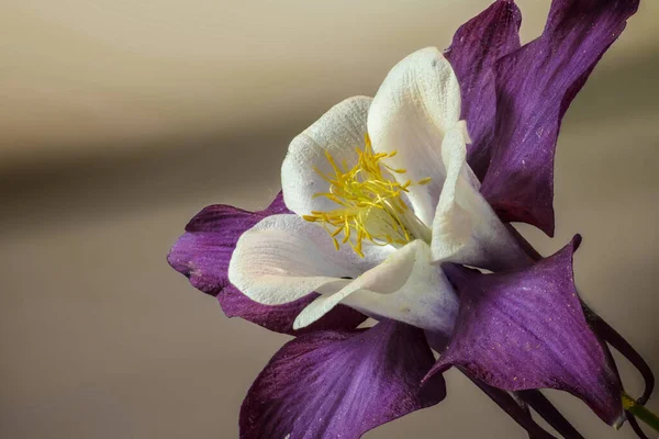 Flor Columbina Aquilegia Spec —  Fotos de Stock