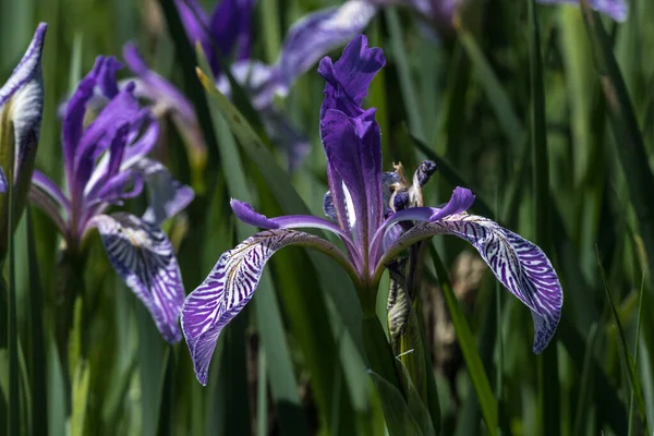 Western Blue Iris Iris Missouriensis — Stock Photo, Image