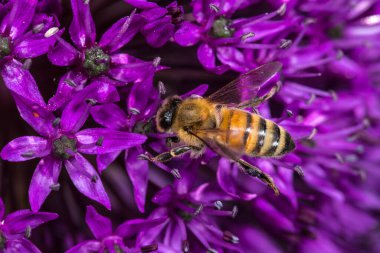 Mor Soğan Çiçeği Üzerine Bal Arısı (Apis mellifera)