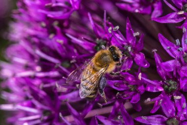 Mor Soğan Çiçeği Üzerine Bal Arısı (Apis mellifera)