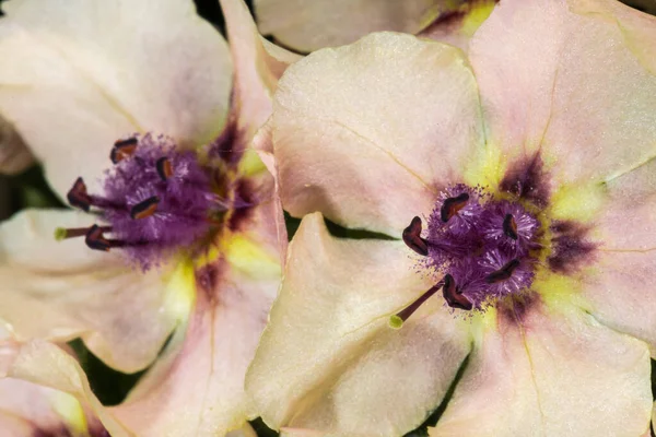 Flower Moth Mullein Verbascum Blattaria — Stock Photo, Image
