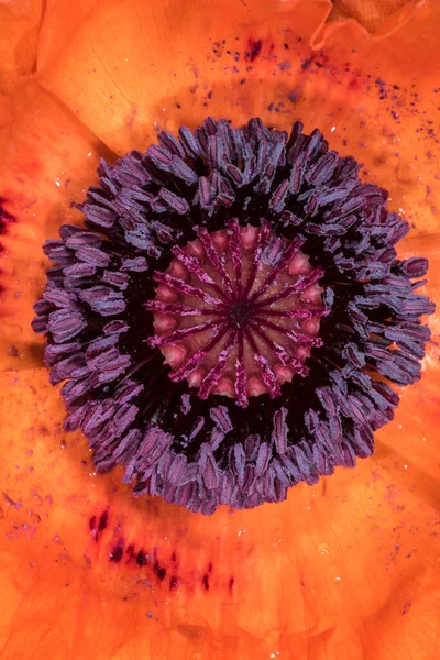 Fleur Coquelicot Oriental Papaver Orientale — Photo