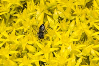 Megachilid Bee, Leafcutter Bee (Megachile Specc.) Sedum üzerinde