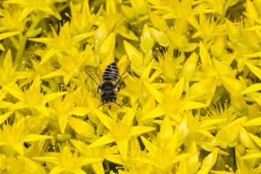 Megachilid Bee, Leafcutter Bee (Megachile spec.) on Sedum clipart
