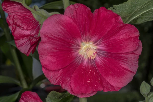 Flor Hollyhock Alcea Rosea — Fotografia de Stock