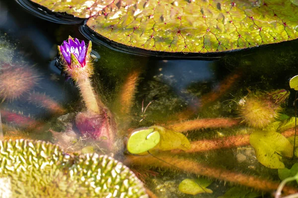 Flor Lírio Água Espinhosa Euryale Ferox — Fotografia de Stock