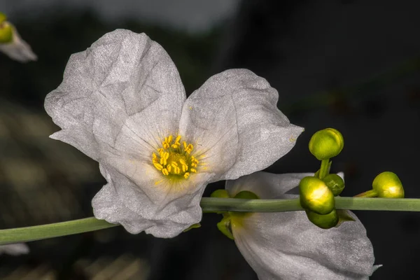 Listy Pichlavé Vody Lily Euryale Ferox — Stock fotografie