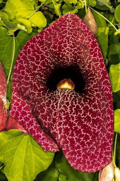 Brezilya Hollandalısının Kavalı Çiçeği veya Dev Pelikan Çiçeği (Aristolochia dev çayı)