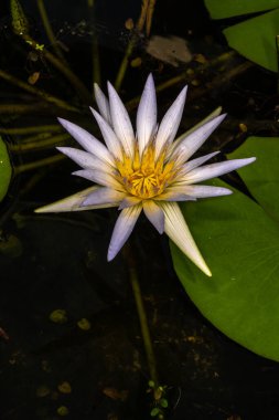 Nymphaea Çiçeği (Nymphaea caerulea)