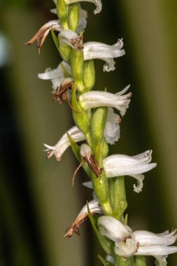 Slenderleaf False Dragonhead (Physostegia leptophylla)