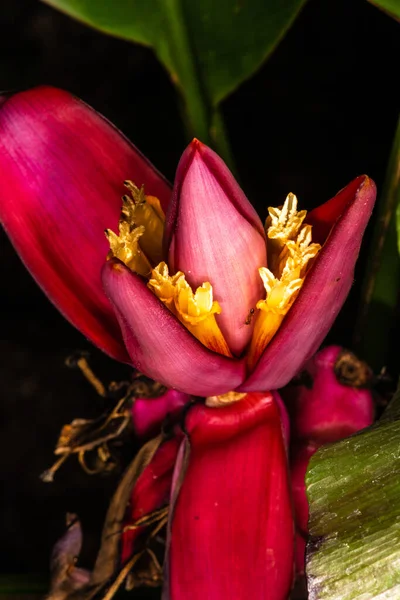 Kıllı Veya Pembe Muz Çiçeği Musa Velutina — Stok fotoğraf