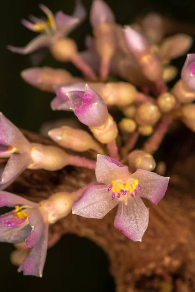 Цветок Мединиллы Medinilla Venida — стоковое фото