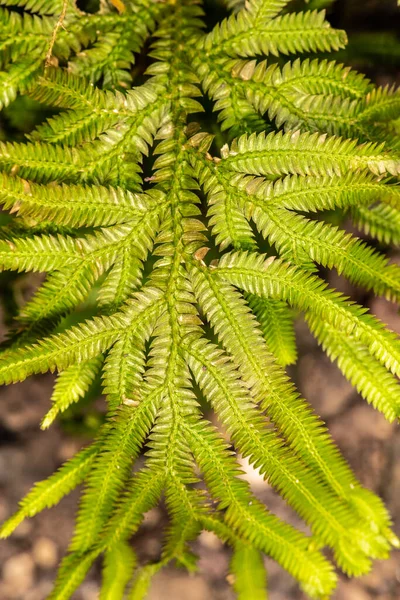 Espiguillas Medicinales Selaginella Involvens —  Fotos de Stock