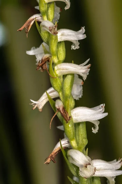 진퇴양난 이탈리아어 Physostegia Leptophyla — 스톡 사진