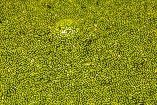 Spotless Watermeal Wolffia Arrhiza — Stock Photo, Image