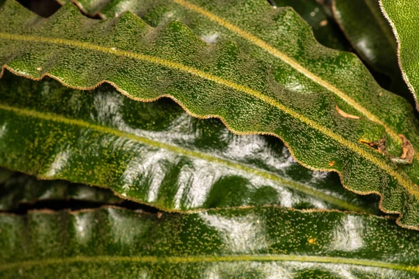 Leaf Fern Elaphoglossum Rupestre — Stock Photo, Image