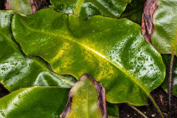 Lenguas Las Indias Occidentales Elaphoglossum Crinitum —  Fotos de Stock