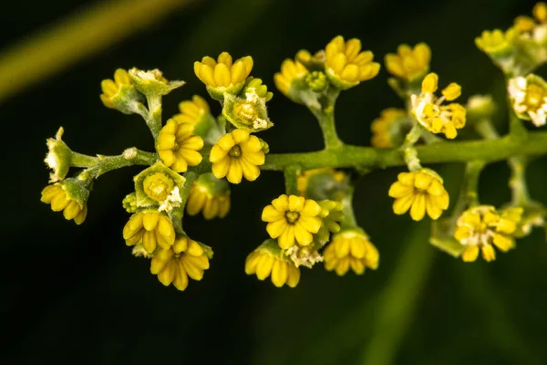 Plaj Kuş Gözü Alectryon Coriaceus — Stok fotoğraf