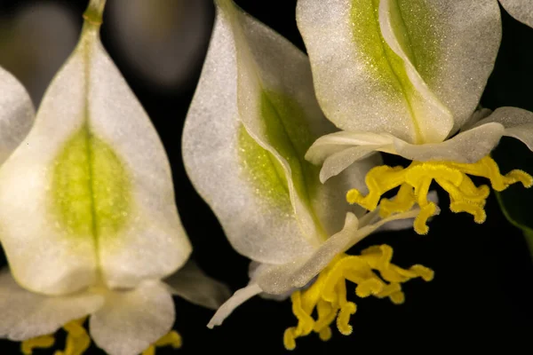 Άνθος Της Undulata Begonia Begonia Undulata — Φωτογραφία Αρχείου