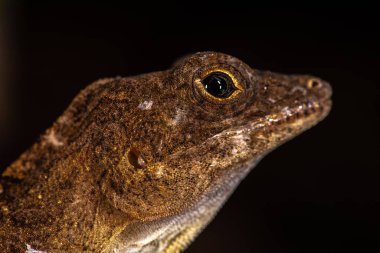 Erkek Anole Kertenkelesi (Anolis sagrei), Berlin, Almanya