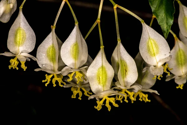 Undulata Begonia Begonia Undulata — Foto de Stock