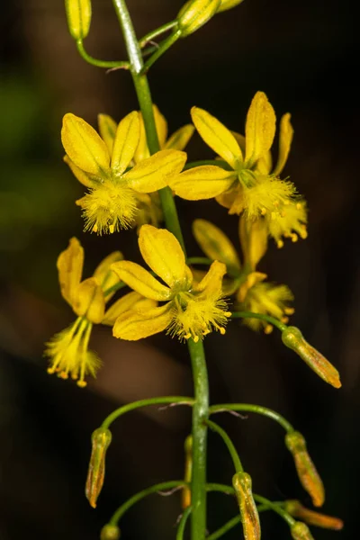 Bulbine Çiçeği Bulbine Alooides — Stok fotoğraf