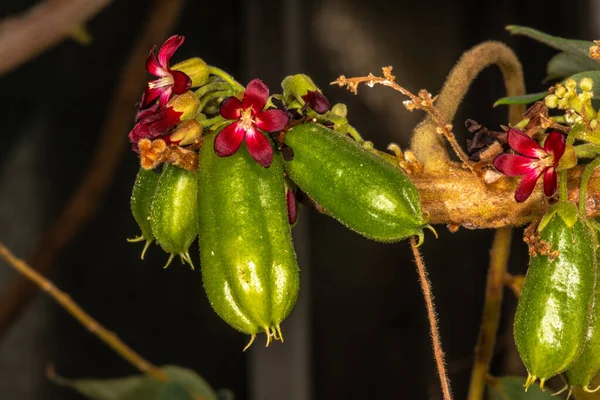 ビリンビの花と果実 平均的なビリンビ — ストック写真