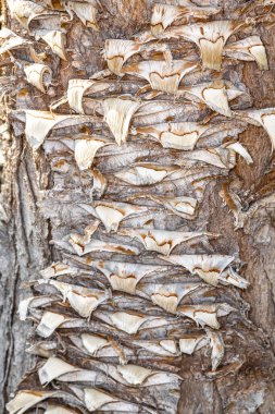 Çoklu Kafalı Ejder Kabuğu (Yucca filifera)