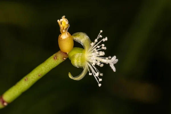 Fiore Cactus Vischio Rhipsalis Baccifera — Foto Stock