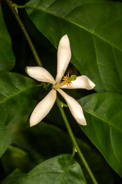 Flower Turraea Turraea Heterophylla — Stock Photo, Image