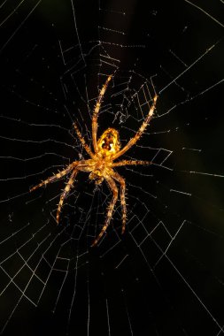 Avrupa Bahçe Örümceği (Araneus diadematus)