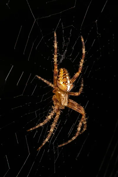 Европейский Садовый Паук Araneus Dibmatus — стоковое фото