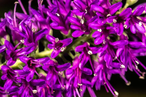 Shrubby Veronica Hebe Speciosa Rubra — Stockfoto