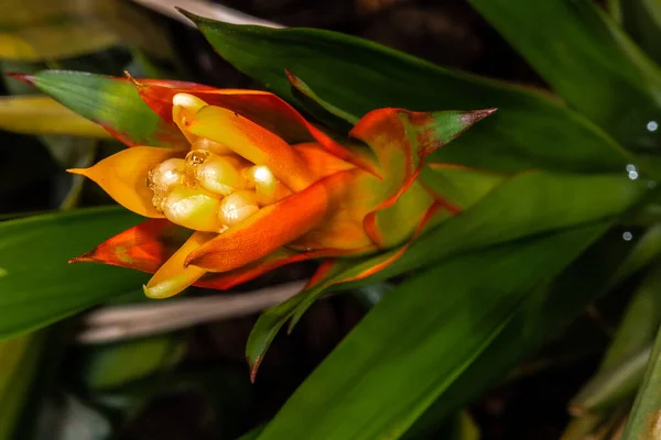 Guzman Çiçeği Guzman Lingulata — Stok fotoğraf