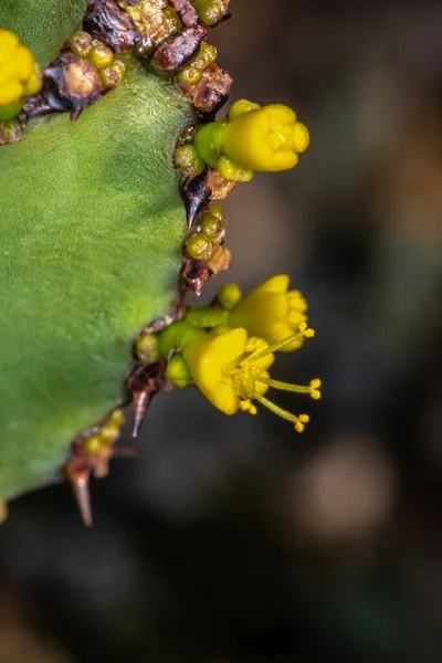 Ефорія Квітка Euphorbia Ledienii — стокове фото