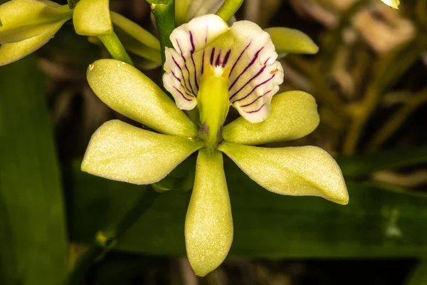 Encykliska Orkidéer Encyclia Radiata — Stockfoto