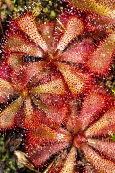 Alice Sundew Drosera Aliciae — стокове фото