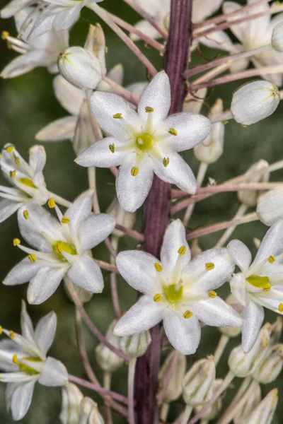 Άνθη Δριμίας Δριμία Altissima Φυτό — Φωτογραφία Αρχείου