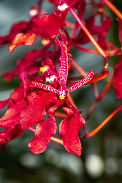 Красный Цветок Орхидеи — стоковое фото