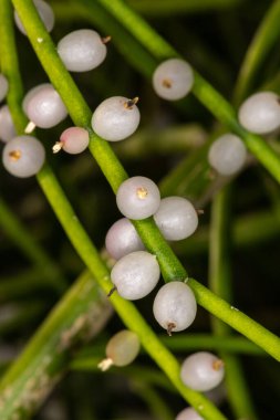 Ökse otu kaktüsünün meyveleri (Rhipsalis baccifera subsp. baccifera)