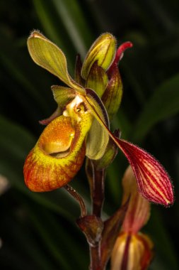 Sargent 's Phragmipedium (Phragmipedium sargentianum)