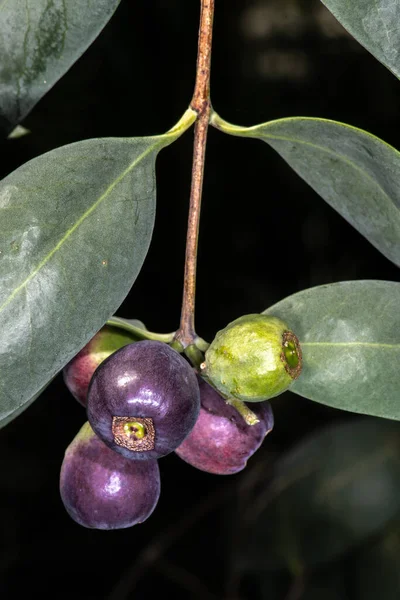 Καρποί Του Desert Quandong Northern Sandalwood True Sandalwood Santalum Lanceolatum — Φωτογραφία Αρχείου