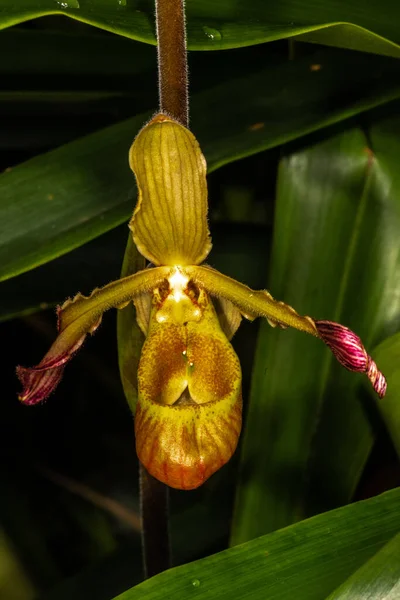 Phragmipedium Sargent Phragmipedium Sargentianum — Fotografie, imagine de stoc