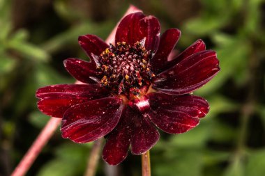 Çikolata kozmosu (Cosmos atrosanguineus))