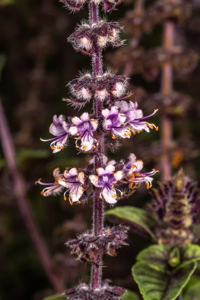 꽃차례 Ocimum Basilicum — 스톡 사진