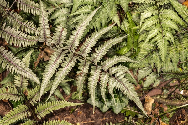 Japanischer Farn Athyrium Niponicum Metallicum — Stockfoto