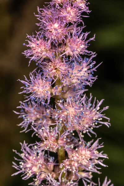 Astilbe Astilbe Arendsii Spinell — Stok fotoğraf